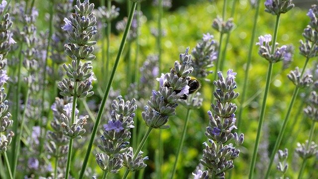 Free download Garden Lavender Provence -  free photo or picture to be edited with GIMP online image editor