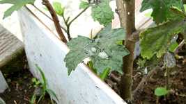 Free download Garden Leaf Ants -  free video to be edited with OpenShot online video editor