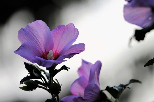Download gratuito Garden Mallow Hibiscus Violet - foto o immagine gratuita da modificare con l'editor di immagini online GIMP