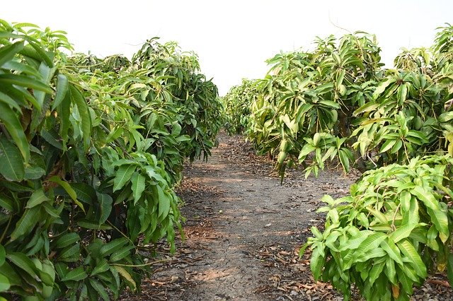 ດາວ​ໂຫຼດ​ຟຣີ Garden Mango - ຮູບ​ພາບ​ຟຣີ​ຫຼື​ຮູບ​ພາບ​ທີ່​ຈະ​ໄດ້​ຮັບ​ການ​ແກ້​ໄຂ​ກັບ GIMP ອອນ​ໄລ​ນ​໌​ບັນ​ນາ​ທິ​ການ​ຮູບ​ພາບ​