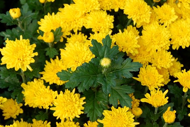 Muat turun percuma Garden Nature Bloom - foto atau gambar percuma untuk diedit dengan editor imej dalam talian GIMP