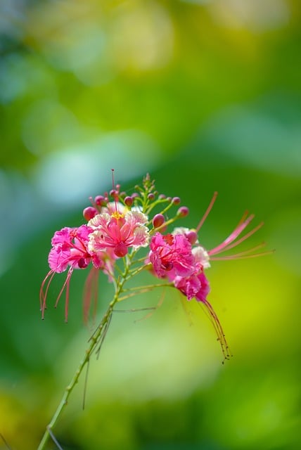 Free download garden nature bloom blossom robin free picture to be edited with GIMP free online image editor