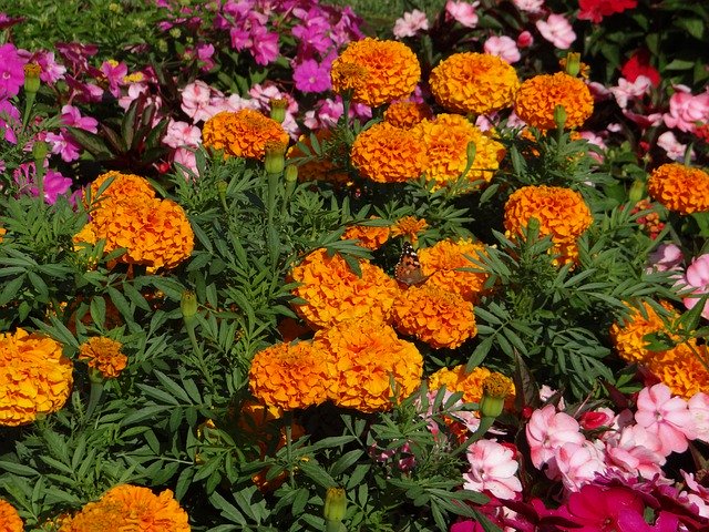 Muat turun percuma Garden Nature Flower - foto atau gambar percuma percuma untuk diedit dengan editor imej dalam talian GIMP