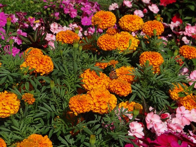 무료 다운로드 Garden Nature Flower - 무료 무료 사진 또는 GIMP 온라인 이미지 편집기로 편집할 수 있는 사진