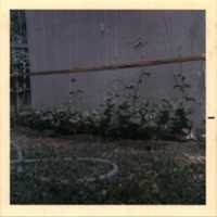 Free download Garden, Olin St backyard, Jan 74 free photo or picture to be edited with GIMP online image editor