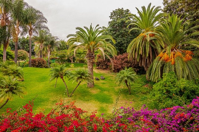 Download gratuito Garden Palms Vegetation - foto o immagine gratuita da modificare con l'editor di immagini online di GIMP