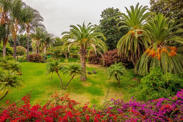 Скачать бесплатно Garden Palms Vegetation - бесплатное фото или изображение для редактирования с помощью онлайн-редактора GIMP