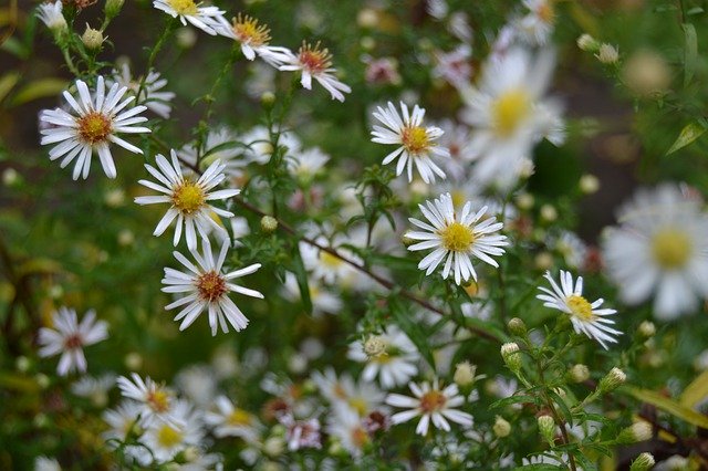 Unduh gratis Garden Plant Flower Close - foto atau gambar gratis untuk diedit dengan editor gambar online GIMP
