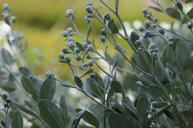 ดาวน์โหลดฟรี Garden Plant Nature - ภาพถ่ายหรือรูปภาพฟรีที่จะแก้ไขด้วยโปรแกรมแก้ไขรูปภาพออนไลน์ GIMP