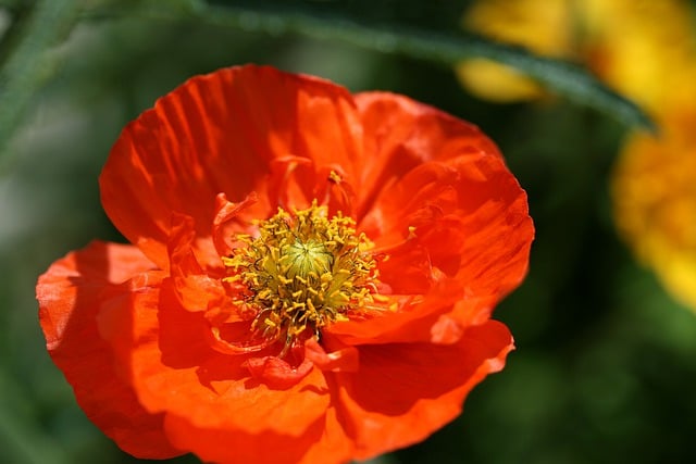 Free download garden plant petals blossom bloom free picture to be edited with GIMP free online image editor