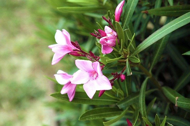 Безкоштовно завантажте садові рослини Flower - безкоштовне фото або зображення для редагування за допомогою онлайн-редактора зображень GIMP