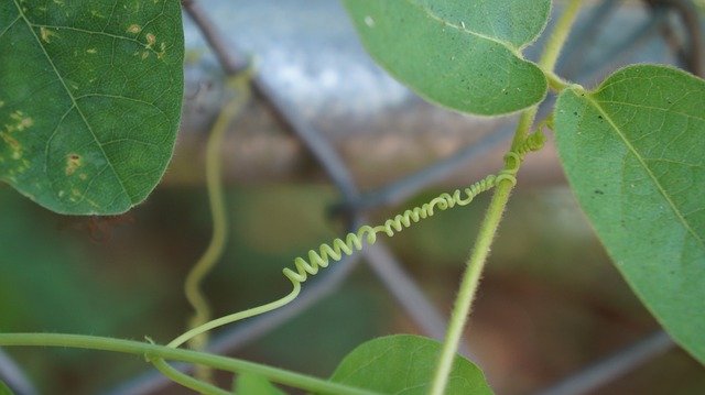 Téléchargement gratuit de Garden Plant Vine - photo ou image gratuite à éditer avec l'éditeur d'images en ligne GIMP