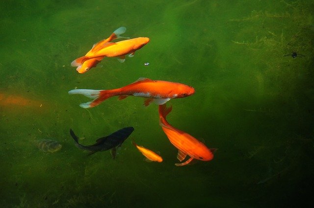 Free download garden pond cold h2o goldfish fish free picture to be edited with GIMP free online image editor