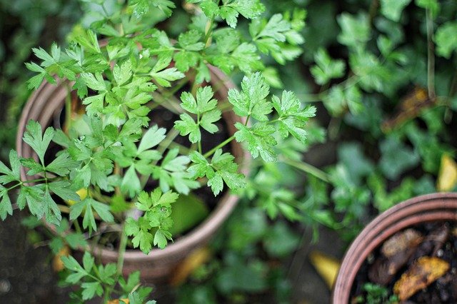 Descărcare gratuită Garden Pot Herbs - fotografie sau imagini gratuite pentru a fi editate cu editorul de imagini online GIMP