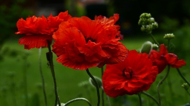 Free picture Garden Red Poppy -  to be edited by GIMP free image editor by OffiDocs