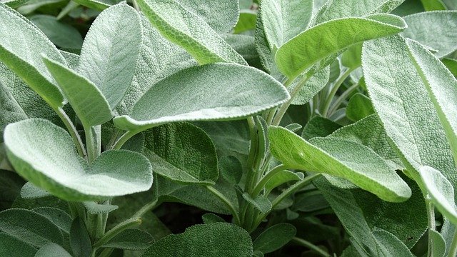 Download gratuito Garden Sage Medicinal Plant - foto o immagine gratuita da modificare con l'editor di immagini online GIMP