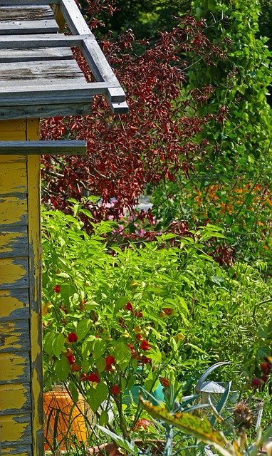 دانلود رایگان Garden Shed Hedges - عکس یا عکس رایگان قابل ویرایش با ویرایشگر تصویر آنلاین GIMP