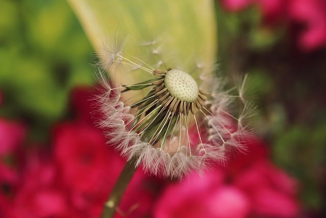 Free download garden shrub dandelion free picture to be edited with GIMP free online image editor