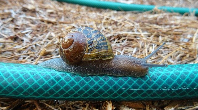 Descărcare gratuită Garden Snail Animal - fotografie sau imagini gratuite pentru a fi editate cu editorul de imagini online GIMP