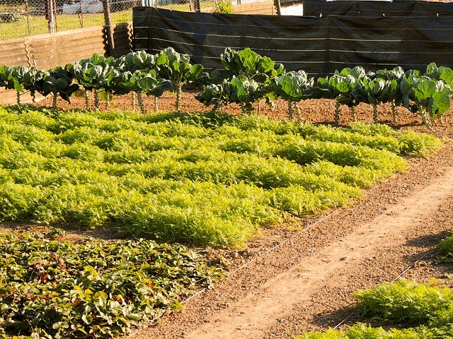 הורדה חינם Garden Space Of Culture Summer - תמונה או תמונה בחינם לעריכה עם עורך התמונות המקוון GIMP