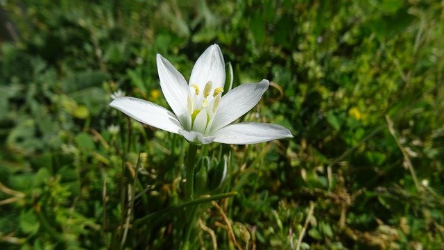 Free download garden star of bethlehem flower free picture to be edited with GIMP free online image editor