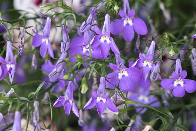 Free download Garden Summer Lobelia -  free photo or picture to be edited with GIMP online image editor