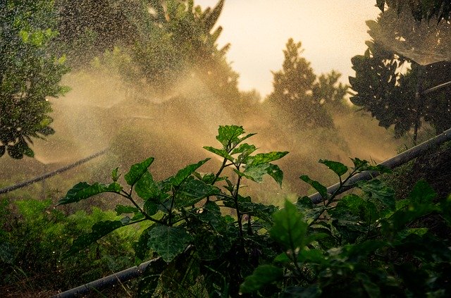 Muat turun percuma Garden Water Fruits - foto atau gambar percuma untuk diedit dengan editor imej dalam talian GIMP