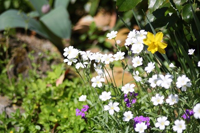 تنزيل مجاني Garden White Yellow - صورة مجانية أو صورة لتحريرها باستخدام محرر الصور عبر الإنترنت GIMP