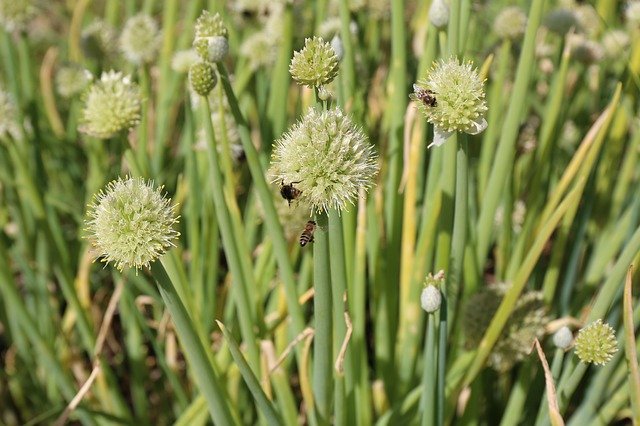 Téléchargement gratuit d'insectes d'abeilles à l'ail - photo ou image gratuite à modifier avec l'éditeur d'images en ligne GIMP