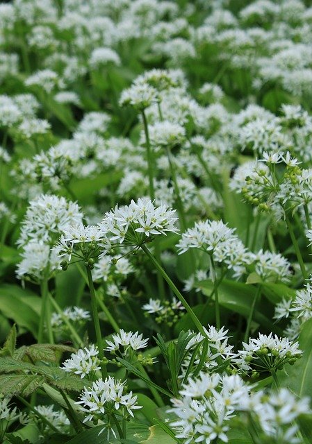 Free download Garlic Chives Flowers White -  free photo or picture to be edited with GIMP online image editor