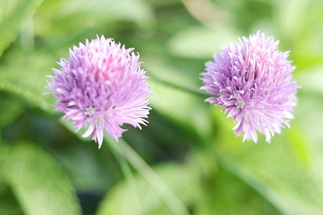 Free download Garlic Flowers -  free photo or picture to be edited with GIMP online image editor