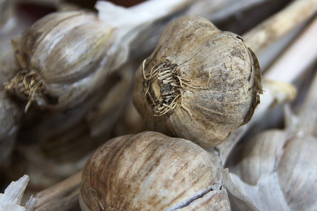 Free download Garlic Food Fresh -  free photo or picture to be edited with GIMP online image editor