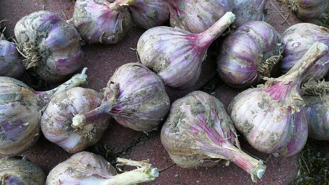 Free download Garlic Garden Food -  free photo or picture to be edited with GIMP online image editor