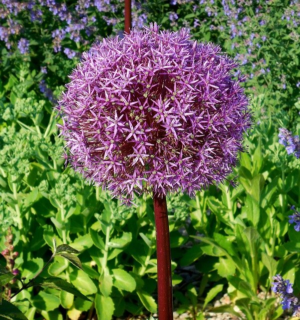 Descarga gratuita Garlic Huge Allium Giganteum - foto o imagen gratis para editar con el editor de imágenes en línea GIMP