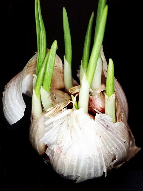 Free download Garlic Sprouting Food -  free photo or picture to be edited with GIMP online image editor