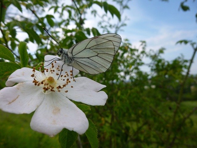 Free download Gassed Butterfly Aporia Crataegi -  free photo or picture to be edited with GIMP online image editor