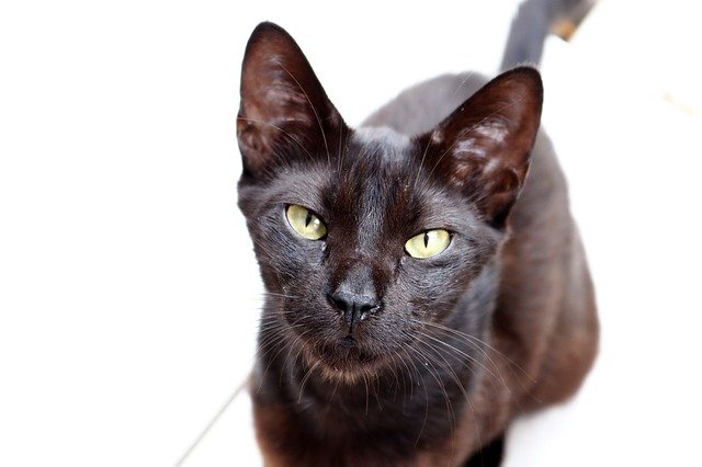 Téléchargement gratuit de Gata Kitten Babe Black - photo ou image gratuite à éditer avec l'éditeur d'images en ligne GIMP