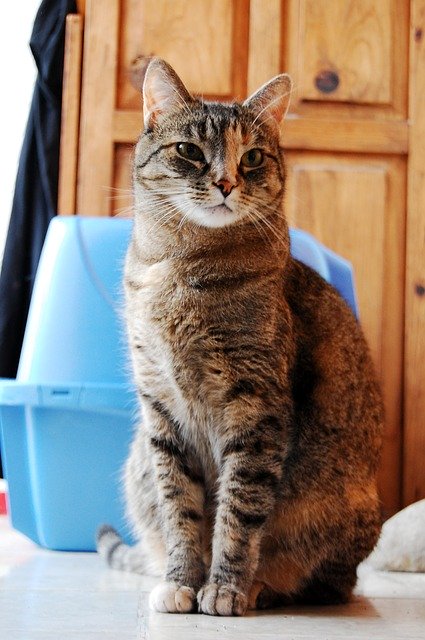 Free download Gata Sandbox Cat -  free photo or picture to be edited with GIMP online image editor