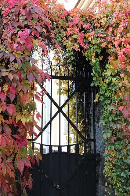 Free download Gate Plant Season -  free photo or picture to be edited with GIMP online image editor