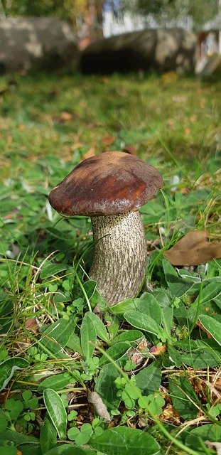 Download gratuito Gathering Mushrooms Mushroom - foto o immagine gratuita da modificare con l'editor di immagini online di GIMP