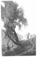 Free download Gathering Olives at Tivoli free photo or picture to be edited with GIMP online image editor