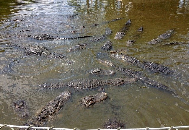 Free download Gatorland Alligators Alligator -  free photo or picture to be edited with GIMP online image editor