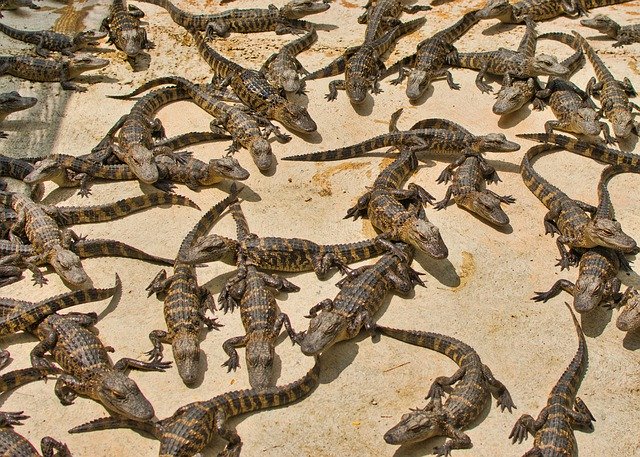 Unduh gratis Gators Reptile Dangerous - foto atau gambar gratis untuk diedit dengan editor gambar online GIMP