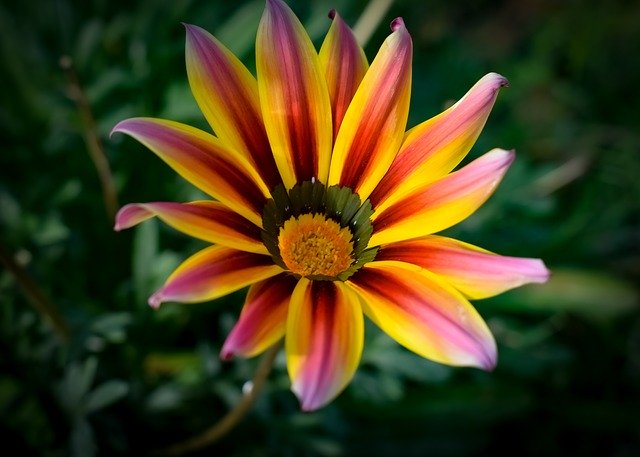 Kostenloser Download Gazania Bunte Blume - kostenloses Foto oder Bild zur Bearbeitung mit GIMP Online-Bildbearbeitung