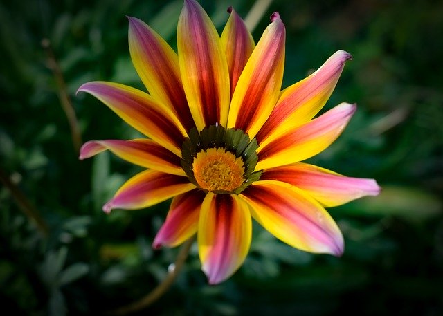 Безкоштовно завантажте Gazania Colorful Flower - безкоштовне фото або зображення для редагування за допомогою онлайн-редактора зображень GIMP