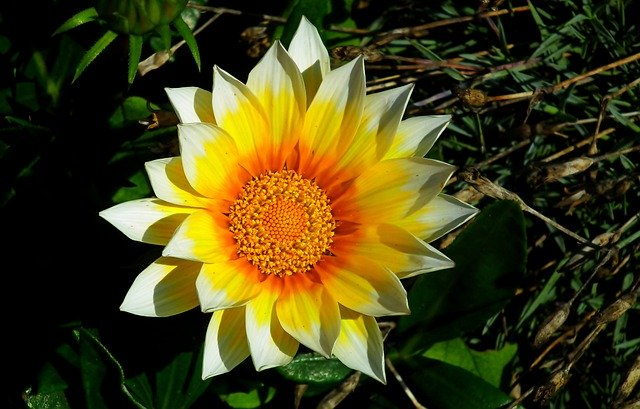 Téléchargement gratuit de Gazania Flower Colored - photo ou image gratuite à modifier avec l'éditeur d'images en ligne GIMP