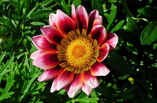 Free download Gazania Flower Decorative The -  free photo or picture to be edited with GIMP online image editor