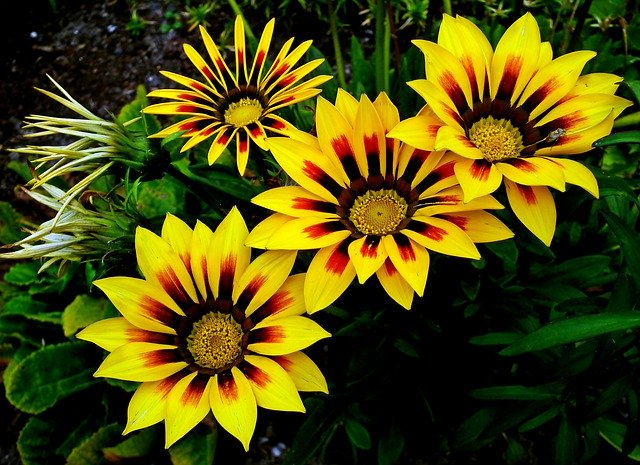 Free download Gazania Flowers Colorful -  free free photo or picture to be edited with GIMP online image editor