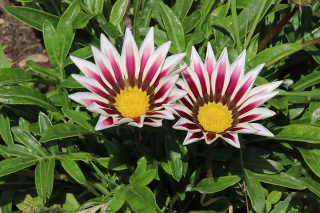 Free download gazania flowers plants garden free picture to be edited with GIMP free online image editor