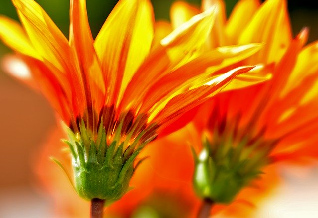 Kostenloser Download Gazania Flowers Yellow - kostenloses Foto oder Bild zur Bearbeitung mit GIMP Online-Bildbearbeitung
